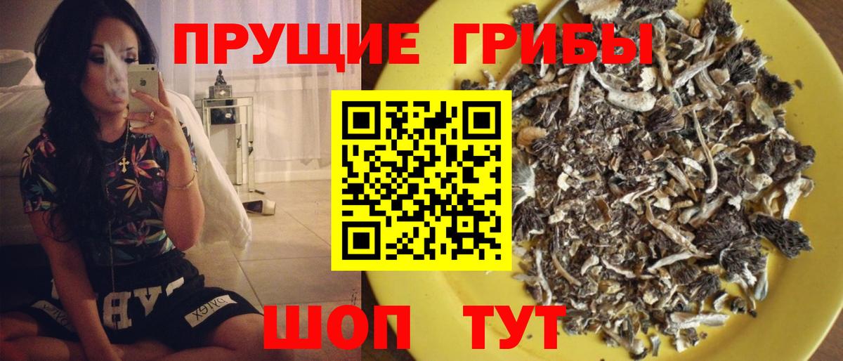 Псилоцибиновые грибы Psilocybine cubensis Тында